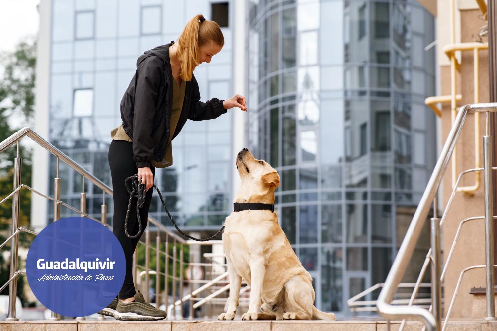 Guadalquivir Fincas - Blog - Ley de Bienestar Animal: ¿cómo afecta a una comunidad de propietarios?